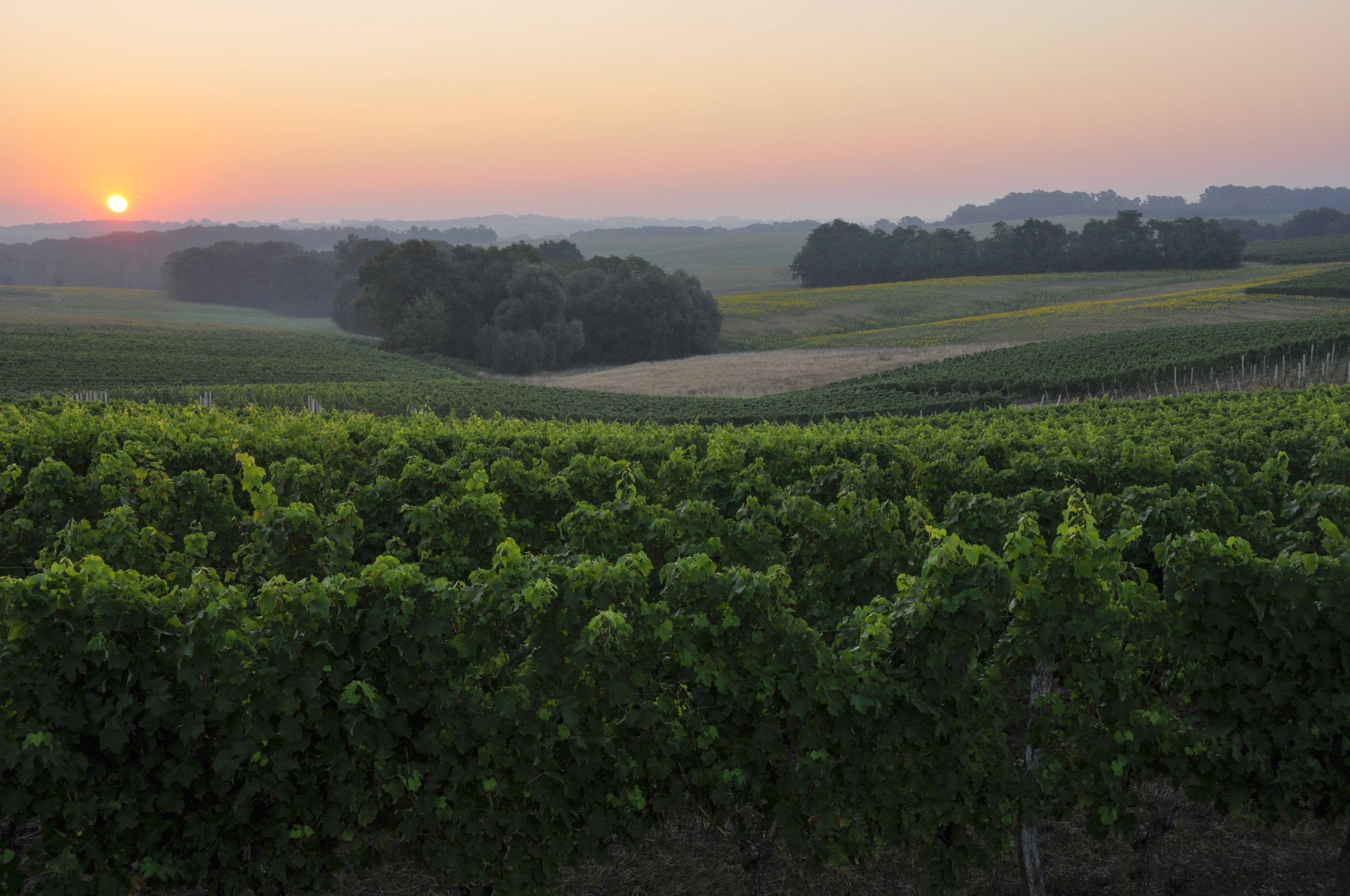Vignoble du Domaine Saint-Lannes